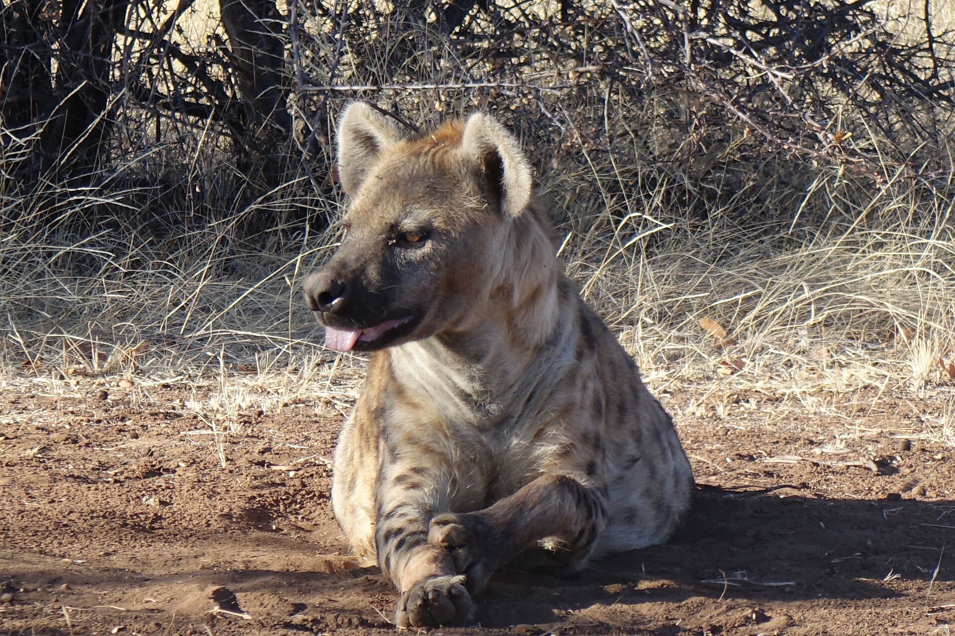 Voyage famille en afrique du sud et au mozambique