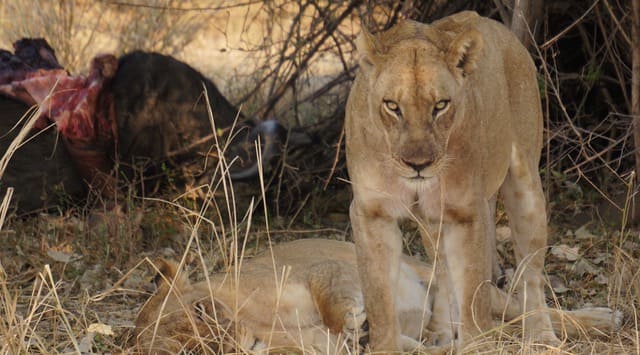 Voyage en zambie (south luangwa, lower zambezi et les chutes victoria)