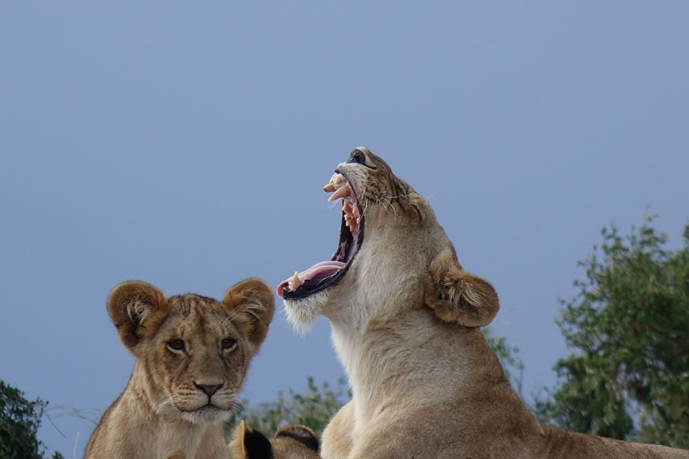 Voyage de noces en afrique du sud