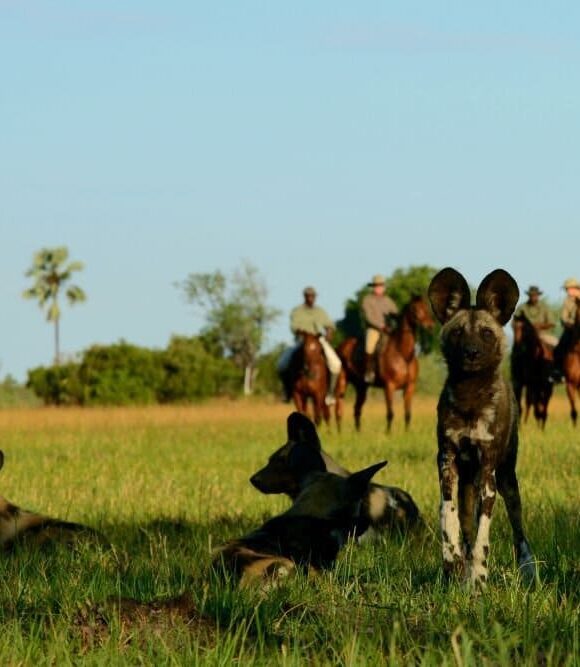 Safari à cheval en Afrique - Afrique Sur Mesure