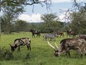 Safari à Cheval en Ouganda - Afrique Sur Mesure