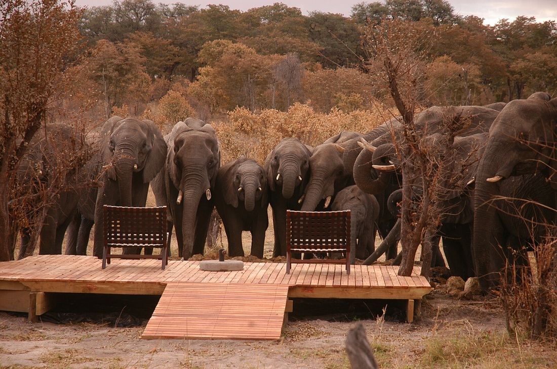 Safari Zimbabwé : votre Safari Zimbabwé de Luxe sur Mesure